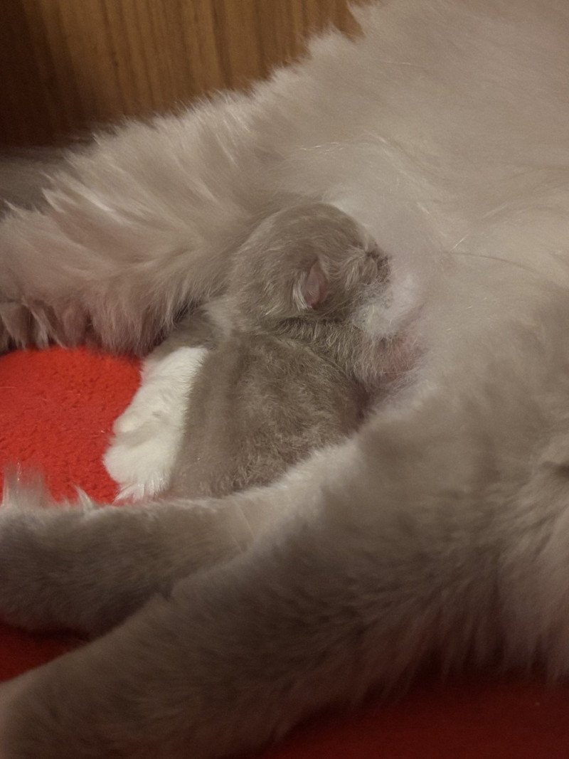 Aragorn Mâle Ragdoll