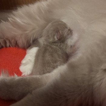 chaton Ragdoll blue mink mitted Aragorn Ragdolls des Conquistadolls chaton Ragdoll blue mink mitted Aragorn Ragdolls des Conquistadolls