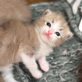 chaton Ragdoll seal tabby mink bicolor Baco Ragdolls des Conquistadolls