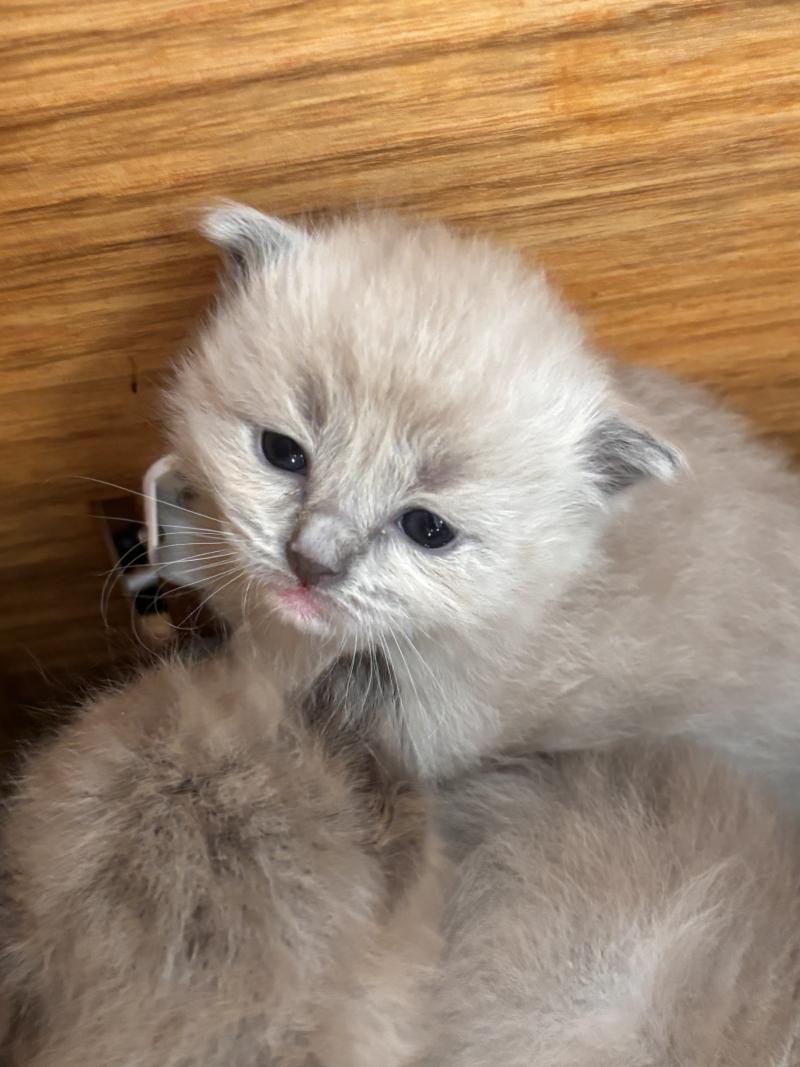 Balia Femelle Ragdoll