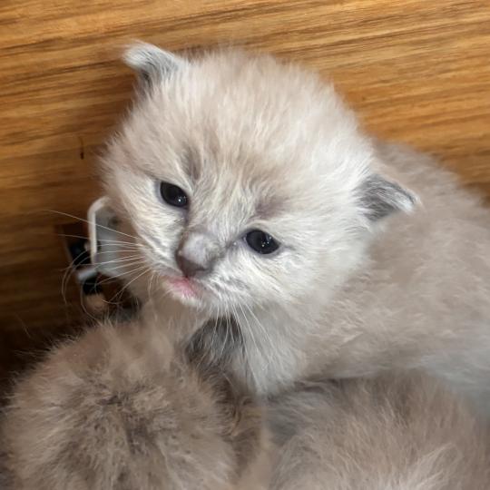 Balia Femelle Ragdoll