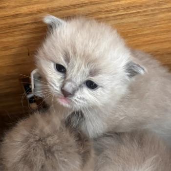 chaton Ragdoll seal tabby mink mitted Balia Ragdolls des Conquistadolls