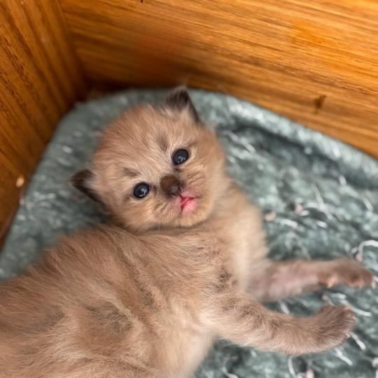 chaton Ragdoll seal mink Bora Ragdolls des Conquistadolls