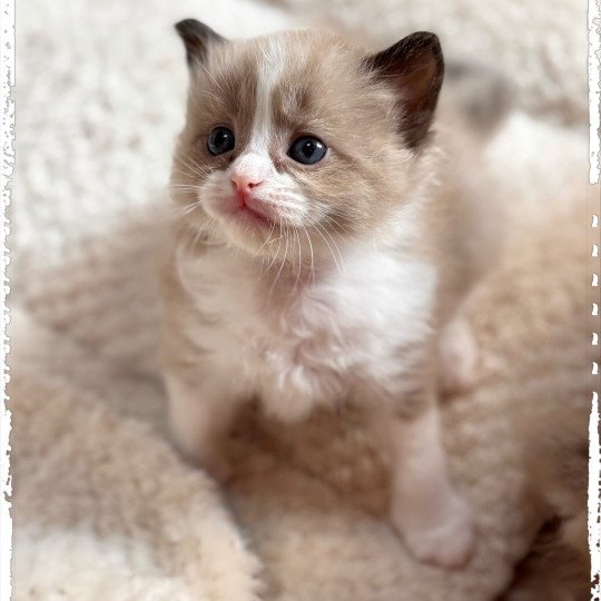 chaton Ragdoll seal mink bicolor Véga Ragdolls des Conquistadolls