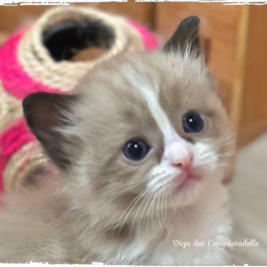 chaton Ragdoll seal mink bicolor Véga Ragdolls des Conquistadolls