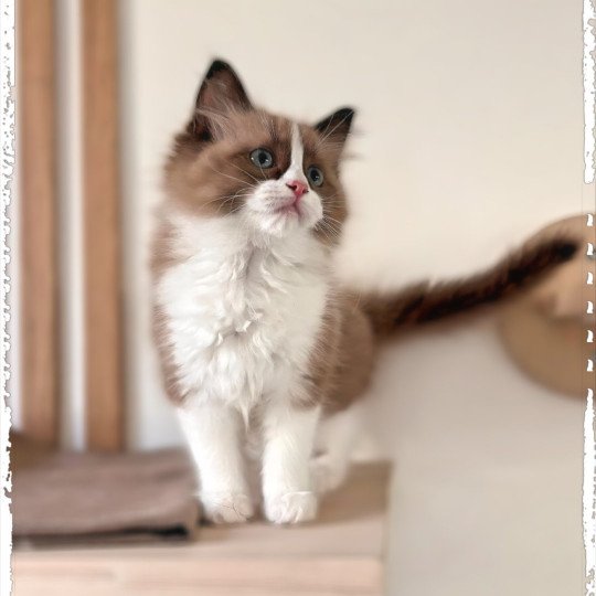 chaton Ragdoll seal mink bicolor Véga Ragdolls des Conquistadolls