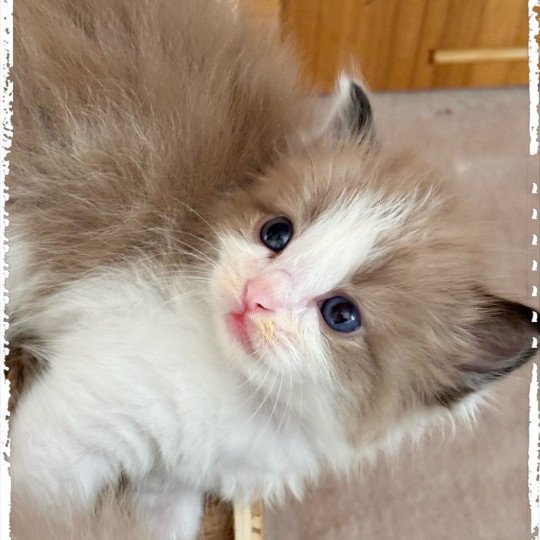 chaton Ragdoll seal mink bicolor Willow Ragdolls des Conquistadolls