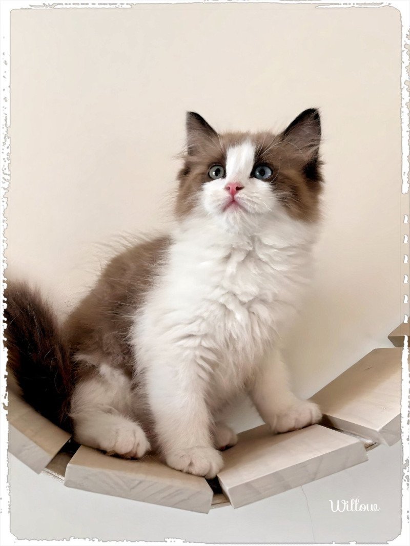 Willow Femelle Ragdoll