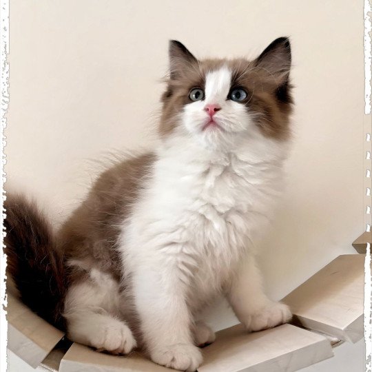 Willow Femelle Ragdoll