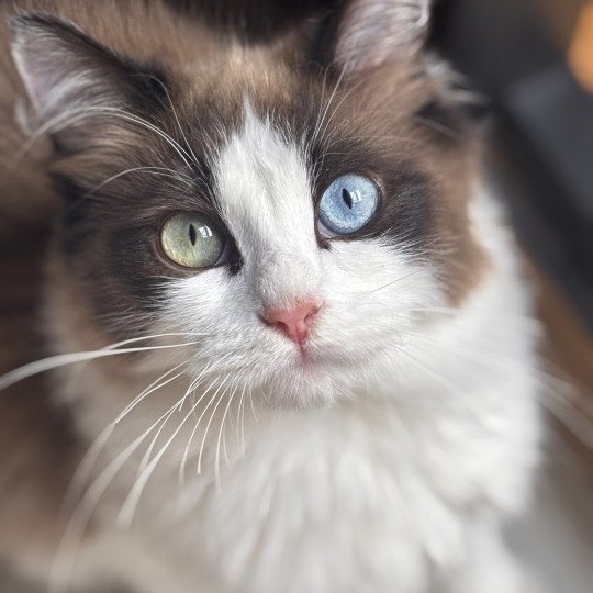 chat Ragdoll seal mink bicolor Willow Ragdolls des Conquistadolls