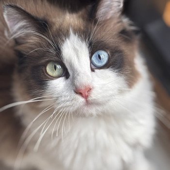 chat Ragdoll seal mink bicolor Willow Ragdolls des Conquistadolls