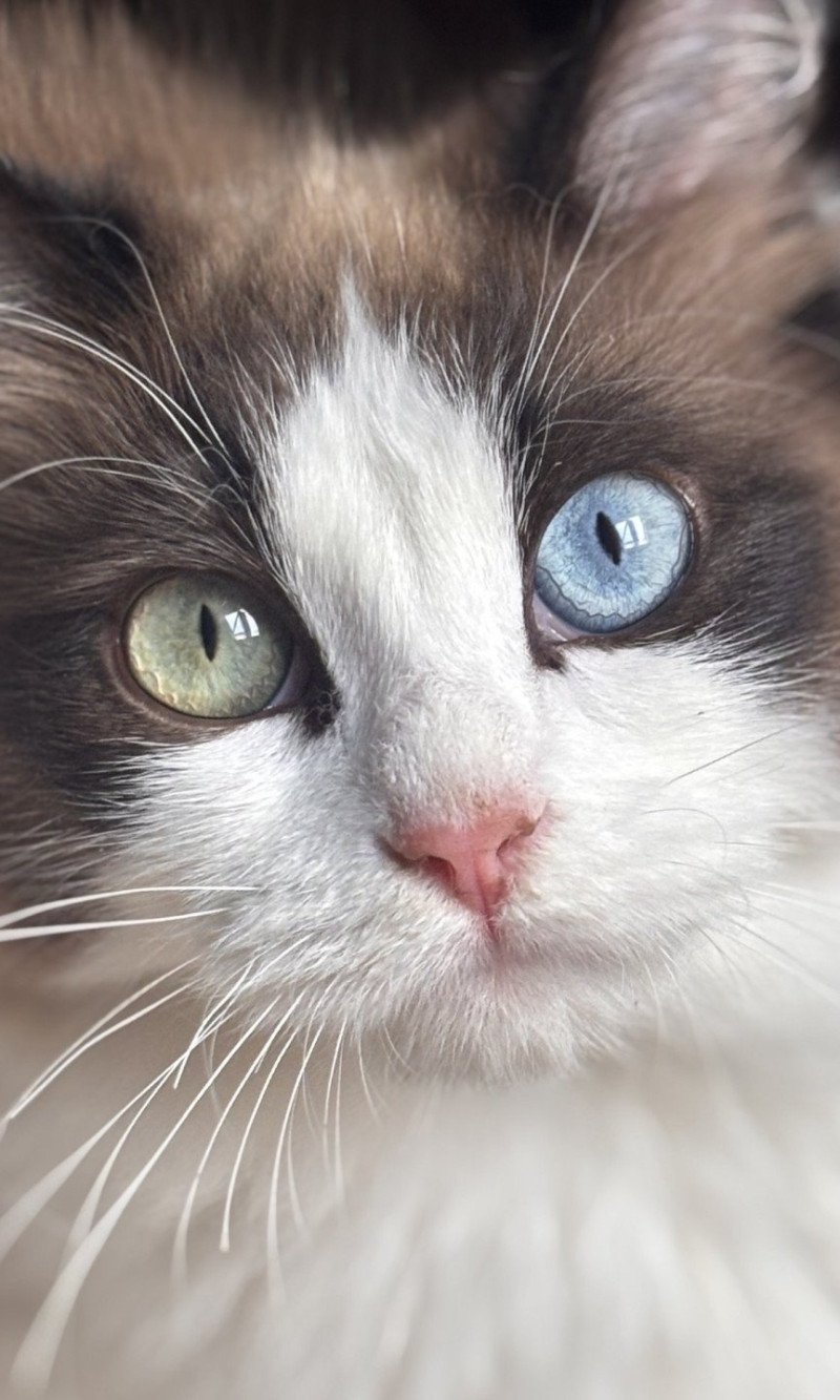 Willow Femelle Ragdoll