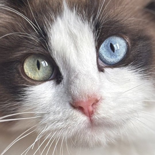 Willow Femelle Ragdoll