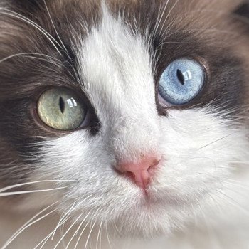 chat Ragdoll seal mink bicolor Willow Ragdolls des Conquistadolls