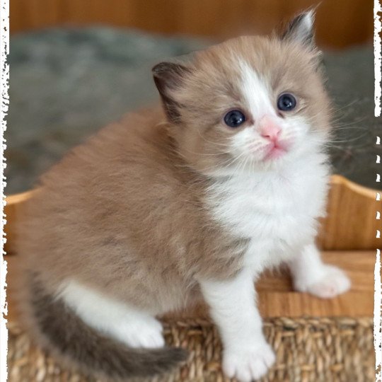 chaton Ragdoll seal mink bicolor Ysatis Ragdolls des Conquistadolls