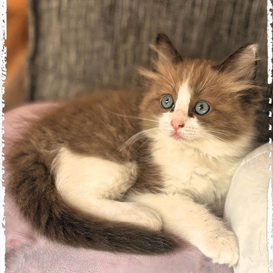 chaton Ragdoll seal mink bicolor Ysatis Ragdolls des Conquistadolls