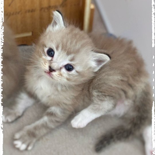 chaton Ragdoll seal mink mitted Yué Ragdolls des Conquistadolls